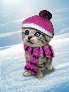 image comique chat